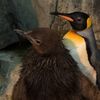 Photos: All Hail NYC's First King Penguin Baby